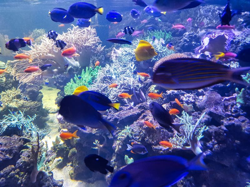 Dubai Mall Aquarium thumbnail